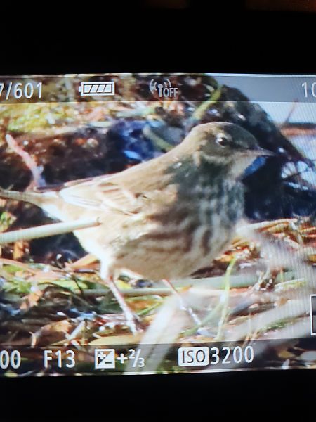 świergotek nadmorski  - Grzegorz Pac