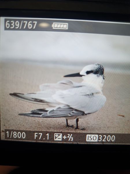 Brandseeschwalbe  - Grzegorz Pac