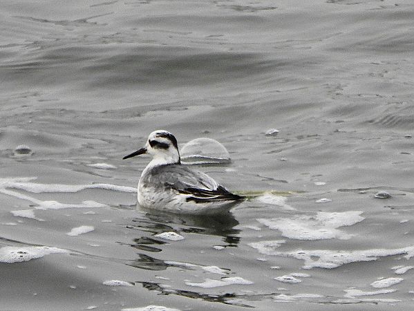 płatkonóg płaskodzioby  - Tomasz Lubaszewski