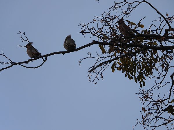 Bohemian Waxwing  - Sławomir Karpicki