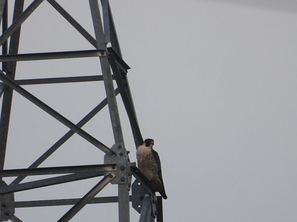 Wanderfalke  - Sławomir Karpicki