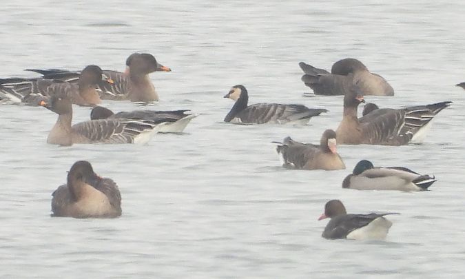 Weisswangengans  - Jan Król