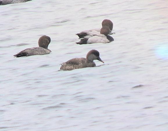 hełmiatka  - Daniel Stasiowski