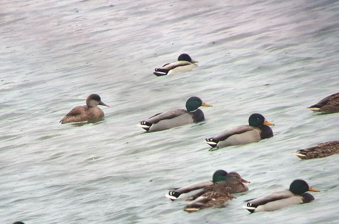 hełmiatka  - Daniel Stasiowski