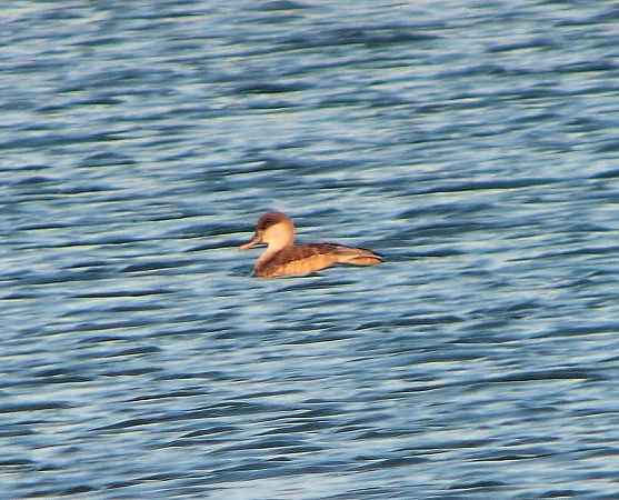 Kolbenente  - Daniel Stasiowski
