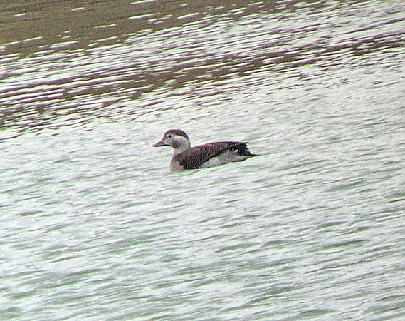 Eisente  - Daniel Stasiowski