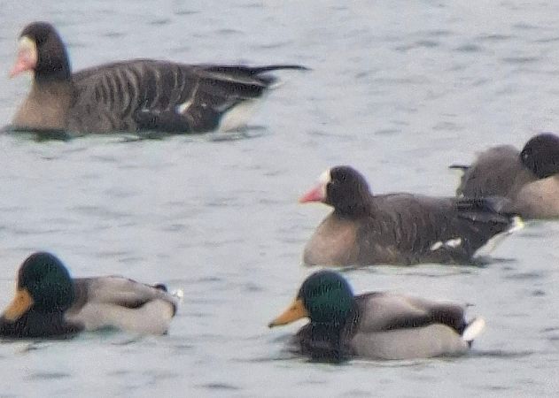 gęś mała  - Daniel Stasiowski