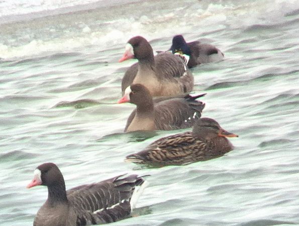 gęś mała  - Daniel Stasiowski