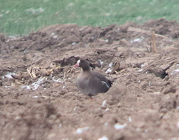 gęś mała  - Daniel Stasiowski