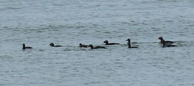 Kamtschatkasamtente  - Andrzej Szuksztul