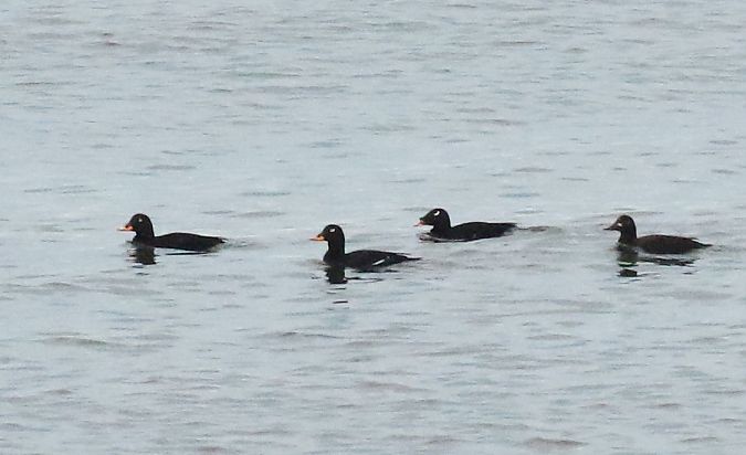 uhla azjatycka  - Andrzej Szuksztul
