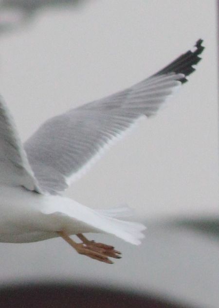 Goéland leucophée  - Michał Polakowski