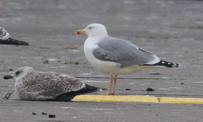 Goéland leucophée  - Michał Polakowski