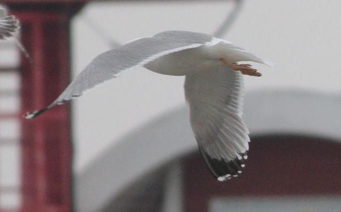 Goéland leucophée  - Michał Polakowski