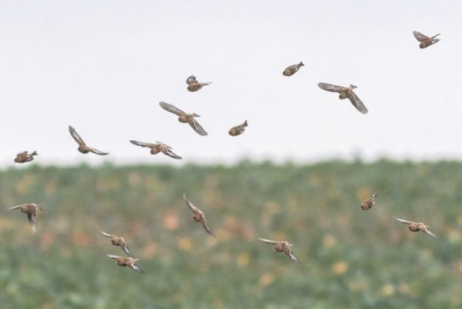 Berghänfling  - Ireneusz Nikiel