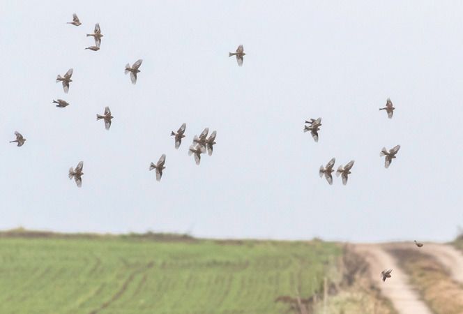 Linotte à bec jaune  - Ireneusz Nikiel