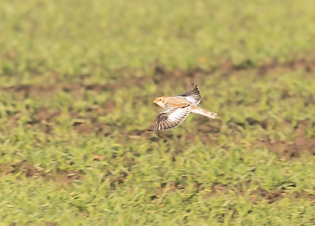 Bruant des neiges  - Ireneusz Nikiel