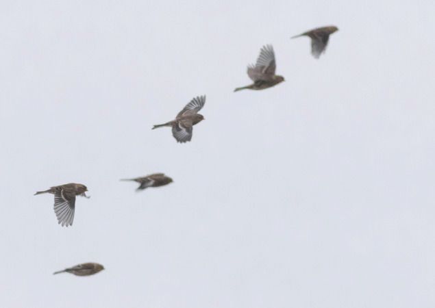 Berghänfling  - Ireneusz Nikiel