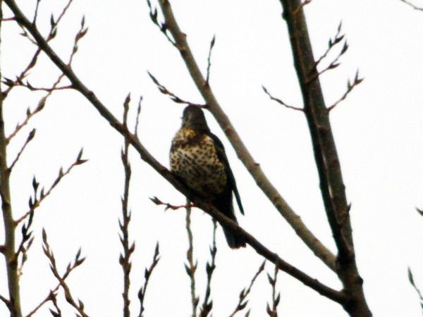 Mistle Thrush  - Andrzej Tarasiuk