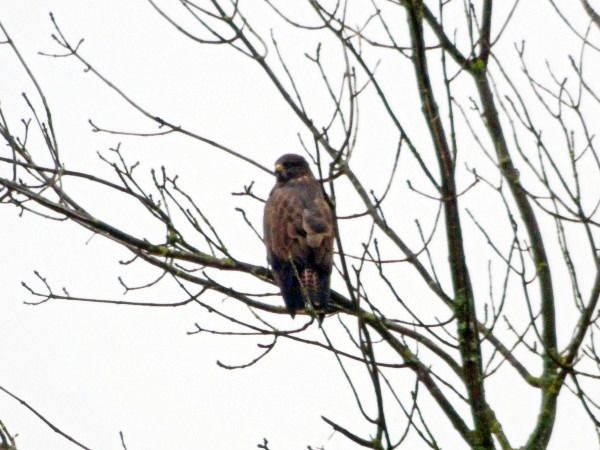 Common Buzzard  - Andrzej Tarasiuk