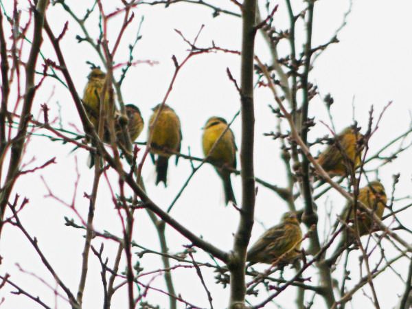 Goldammer  - Andrzej Tarasiuk