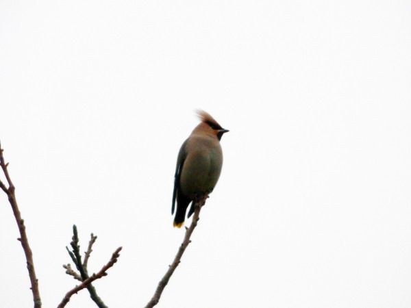 jemiołuszka  - Andrzej Tarasiuk