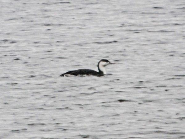 nur rdzawoszyi  - Andrzej Tarasiuk