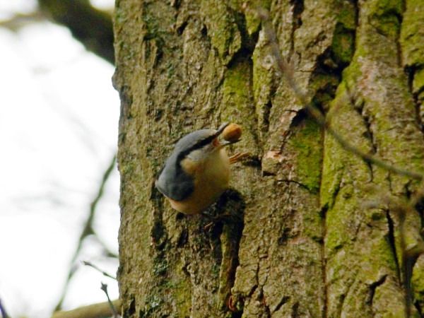 Eurasian Nuthatch  - Andrzej Tarasiuk