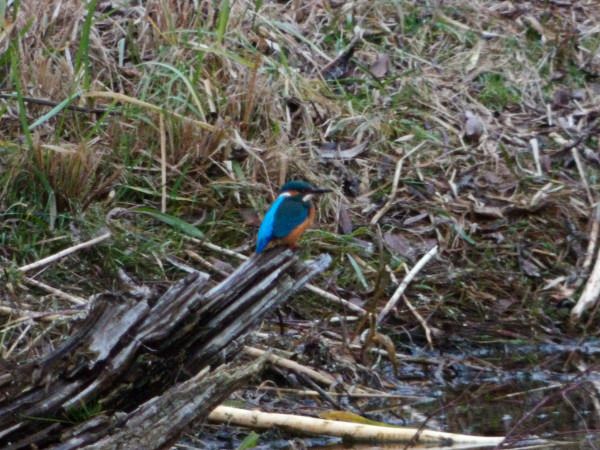 zimorodek  - Andrzej Tarasiuk