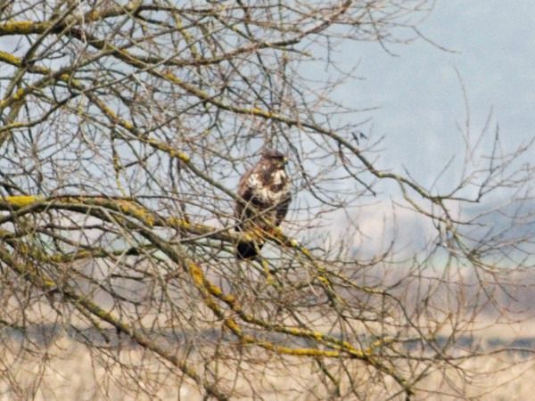 Common Buzzard  - Andrzej Tarasiuk