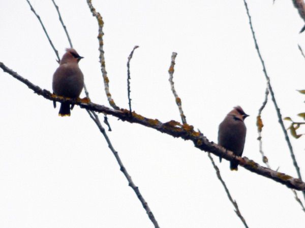 Bohemian Waxwing  - Andrzej Tarasiuk