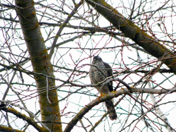 krogulec  - Andrzej Tarasiuk