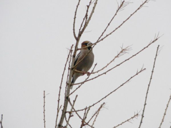 grubodziób  - Andrzej Tarasiuk