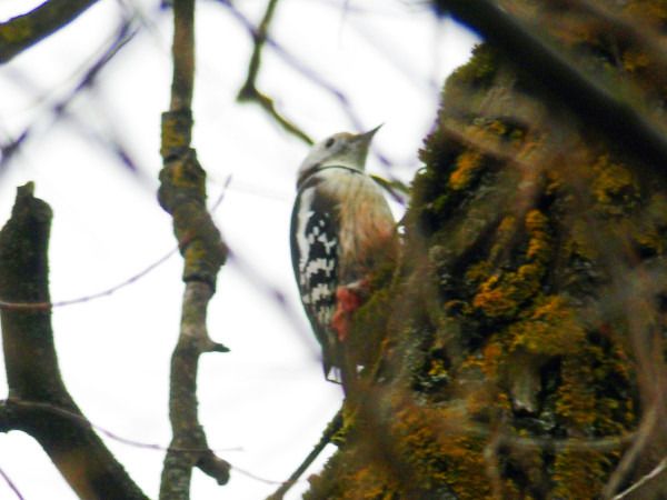 dzięcioł średni  - Andrzej Tarasiuk