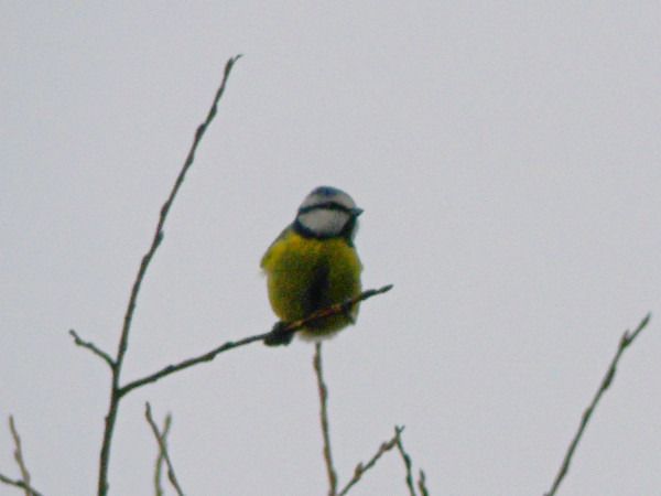modraszka  - Andrzej Tarasiuk