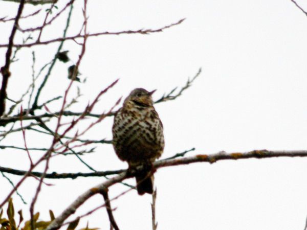 Misteldrossel  - Andrzej Tarasiuk