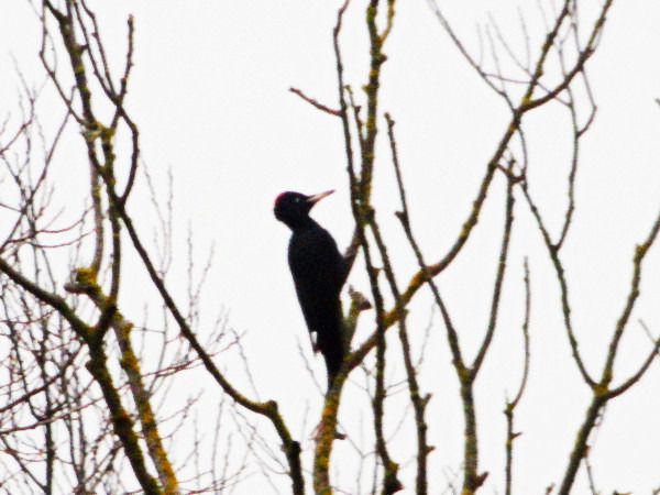 Schwarzspecht  - Andrzej Tarasiuk