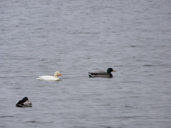 krzyżówka  - Andrzej Tarasiuk