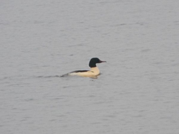 Gänsesäger  - Andrzej Tarasiuk