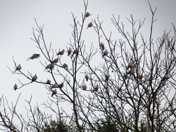 Türkentaube  - Andrzej Tarasiuk