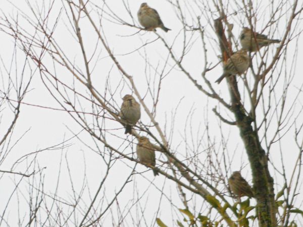 ptak wróblowy nieoznaczony  - Andrzej Tarasiuk