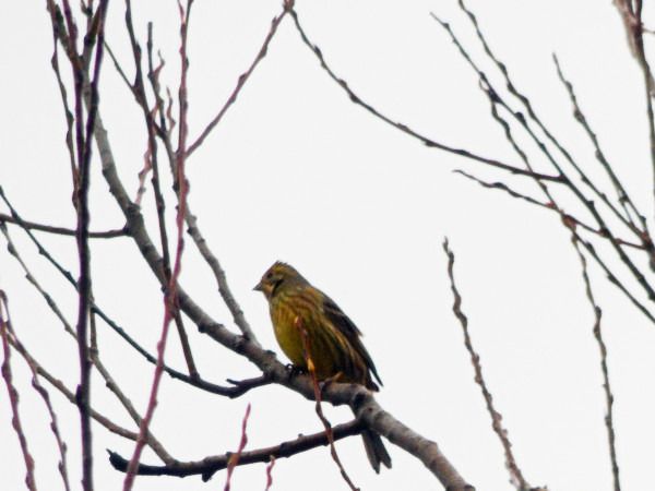 Goldammer  - Andrzej Tarasiuk