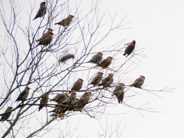 Seidenschwanz  - Andrzej Tarasiuk