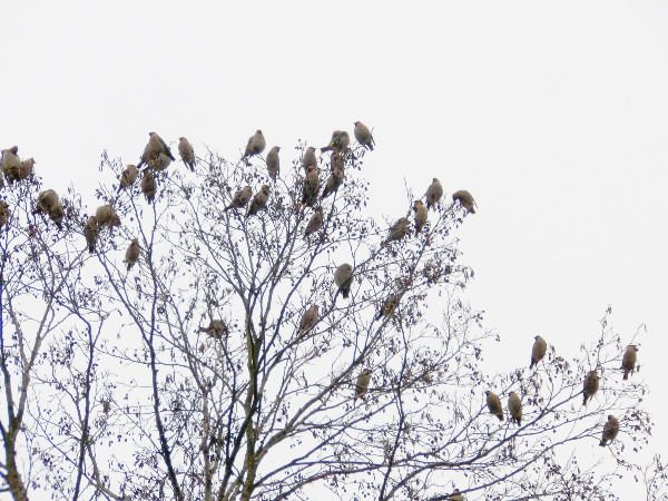 Jaseur boréal  - Andrzej Tarasiuk