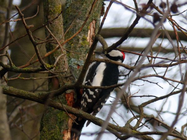 dzięcioł duży  - Andrzej Tarasiuk