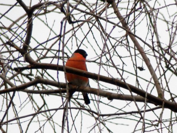 gil  - Andrzej Tarasiuk