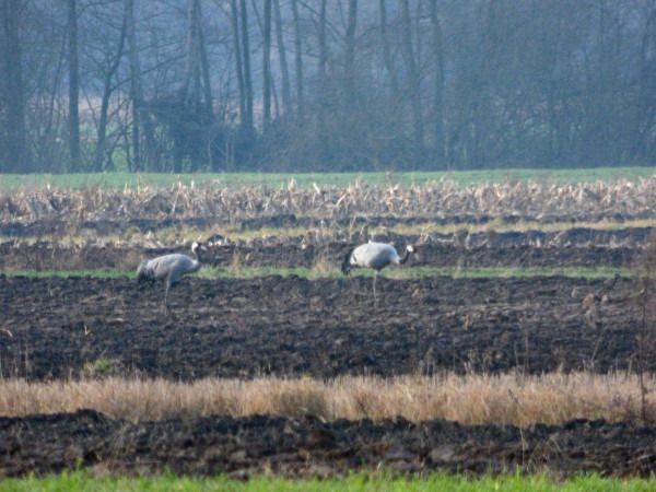 żuraw  - Andrzej Tarasiuk