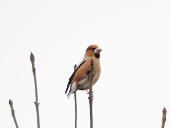 grubodziób  - Andrzej Tarasiuk