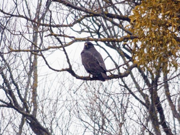 myszołów  - Andrzej Tarasiuk