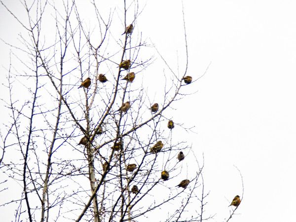 dzwoniec  - Andrzej Tarasiuk